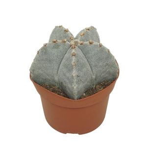 Astrophytum myriostigma