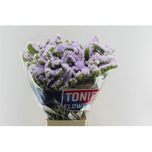 Lim S Tessa Lavender