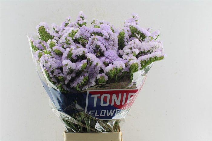 <h4>Lim S Tessa Lavender</h4>