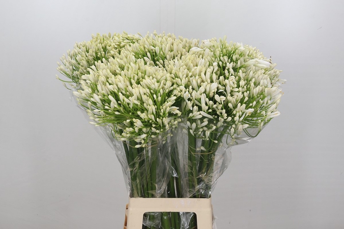 <h4>Agapanthus White Heaven</h4>