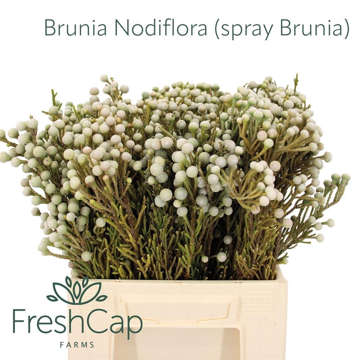 <h4>BRUN NODULIFLORA</h4>