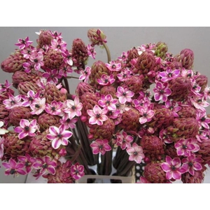 Ornit Saundersiae Cerise