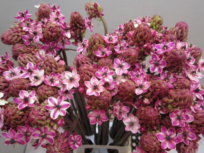 <h4>Ornit Saundersiae Cerise</h4>