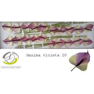 Anthurium Maxima Violeta