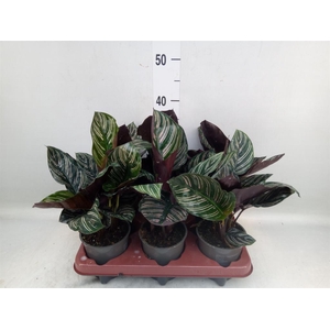 Calathea sanderiana