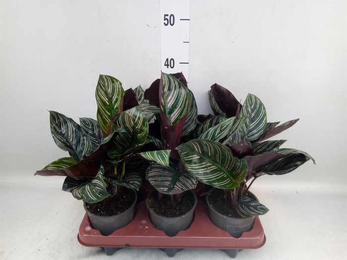 <h4>Calathea sanderiana</h4>