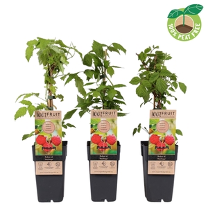 Rubus idaeus