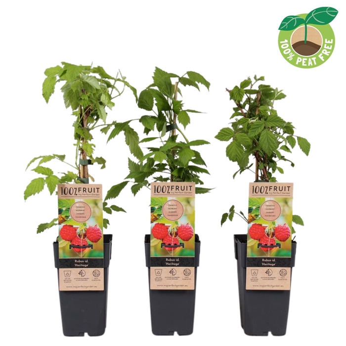 <h4>Rubus idaeus</h4>
