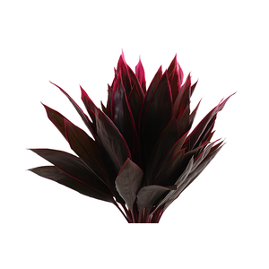 Cordyline Leaf Red Top