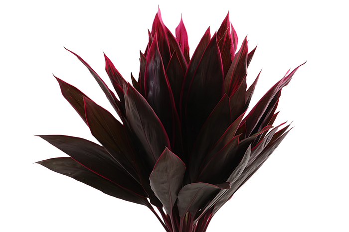 <h4>Cordyline Leaf Red Top</h4>