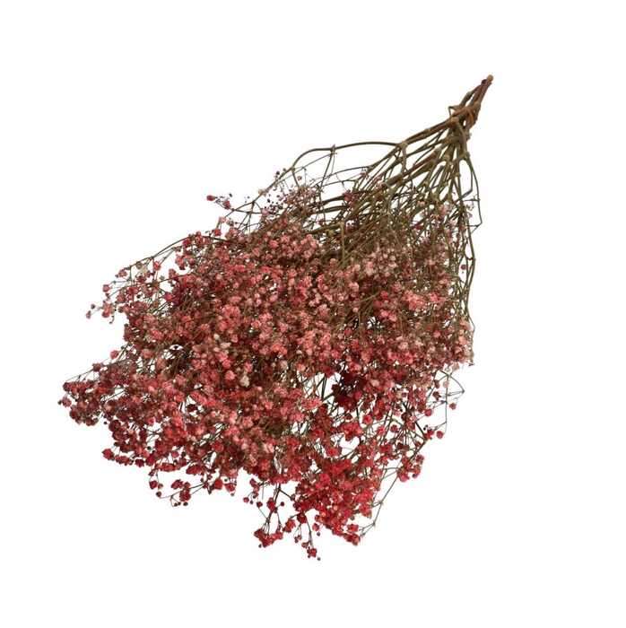 <h4>Droogbloem Gyps 70cm 50g</h4>