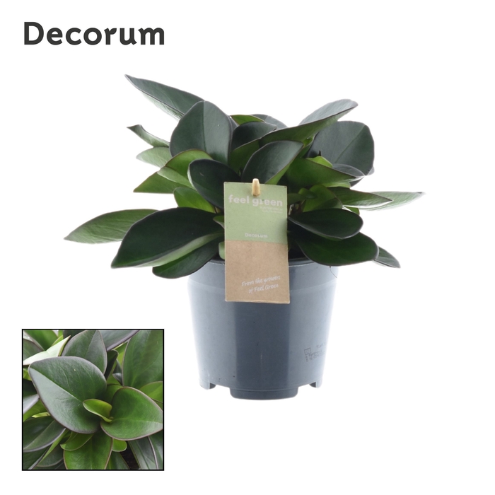 <h4>Peperomia Red Margin Feel Green (Decorum)</h4>