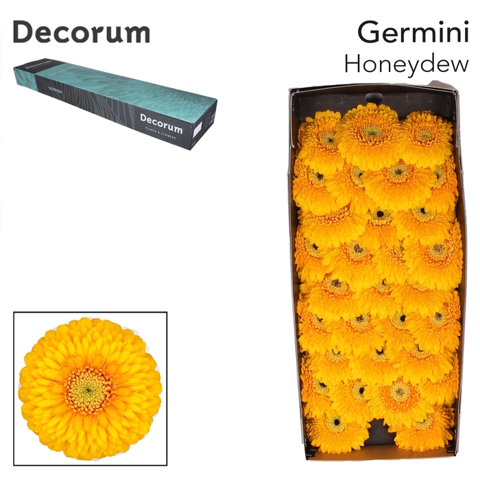 <h4>Germini Pomponi Honeydew Doos</h4>