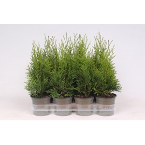 Thuja occidentalis 'Smaragd'
