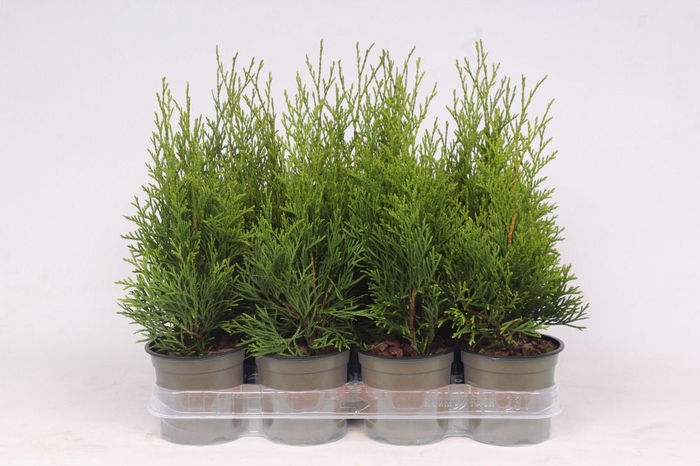 <h4>Thuja occidentalis 'Smaragd'</h4>
