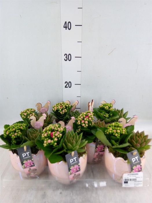 <h4>Arr. Pasen L%</h4>