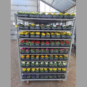 PRIM AC PARADISO GEM