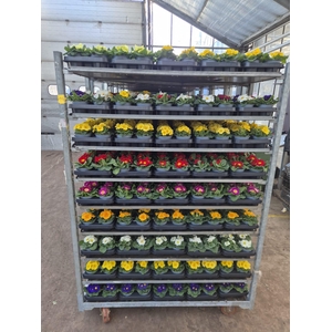 PRIM AC PARADISO GEM