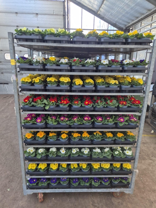 <h4>PRIM AC PARADISO GEM</h4>