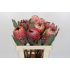 Protea Barbigera Air