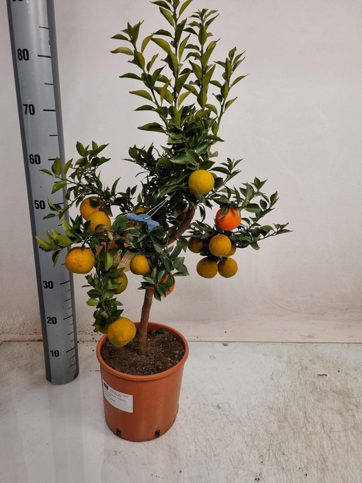 <h4>CITR AU CHINOTTO</h4>