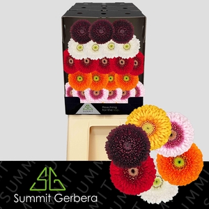 Germini Pomponi Mix Pomponi Diamond
