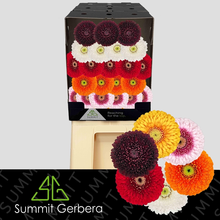 <h4>Germini Pomponi Mix Pomponi Diamond</h4>