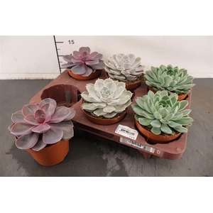 Echeveria 12 Cm. P. Gemengd