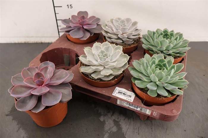 <h4>Echeveria 12 Cm. P. Gemengd</h4>