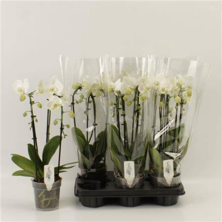 Phal El Cascade