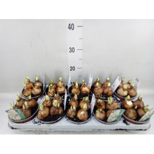 Narcissus DU 'Bridal Crown'