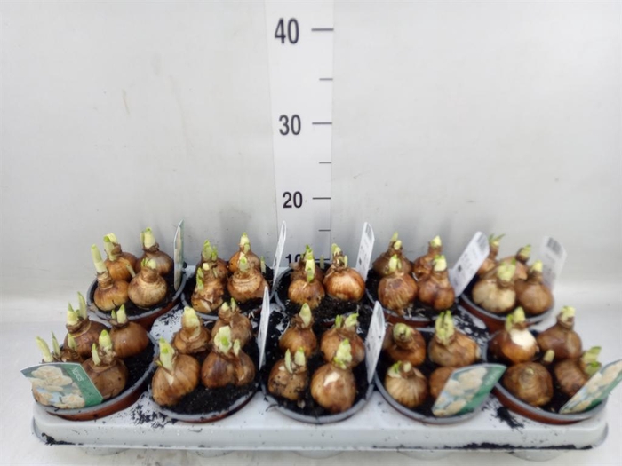 <h4>Narcissus DU 'Bridal Crown'</h4>