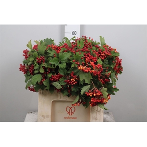 Vibur Op Compactum