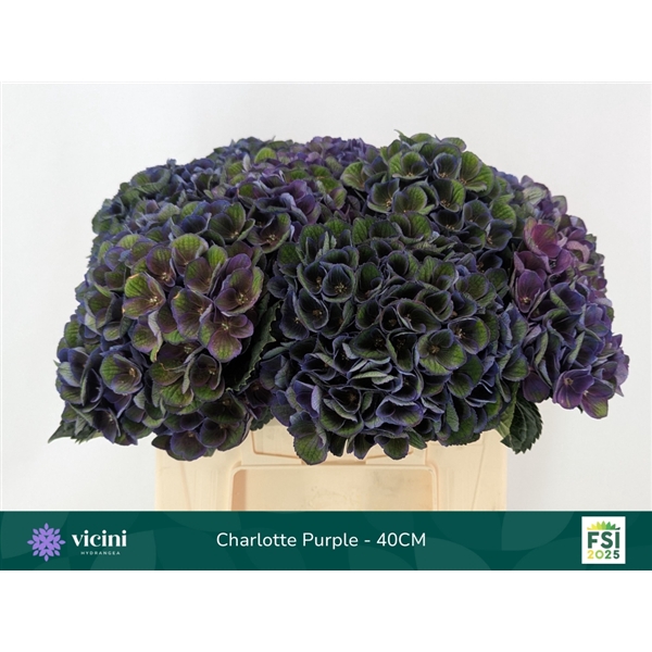 <h4>Hydr Charlotte Purple 40 cm Vicini</h4>