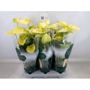 Anthurium andr. 'Vanilla'