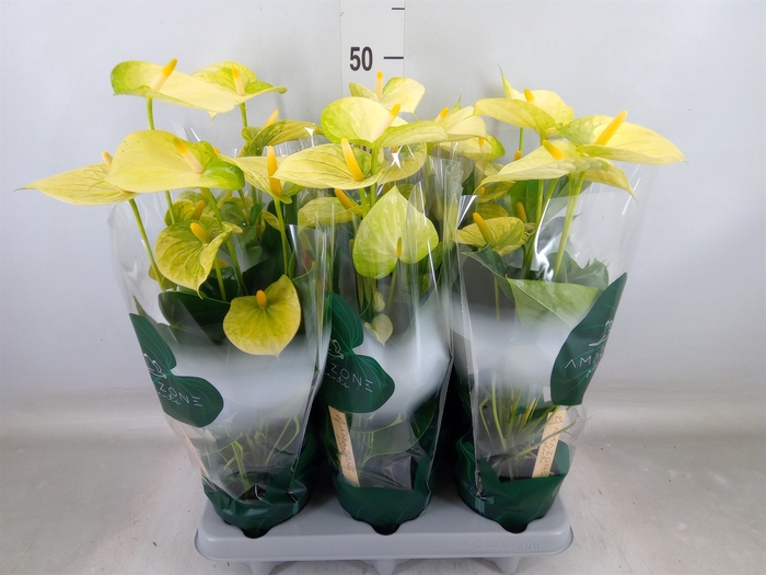 <h4>Anthurium andr. 'Vanilla'</h4>