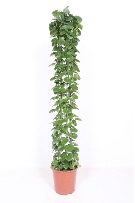 <h4>Cissus rotundifolia gaasrek</h4>