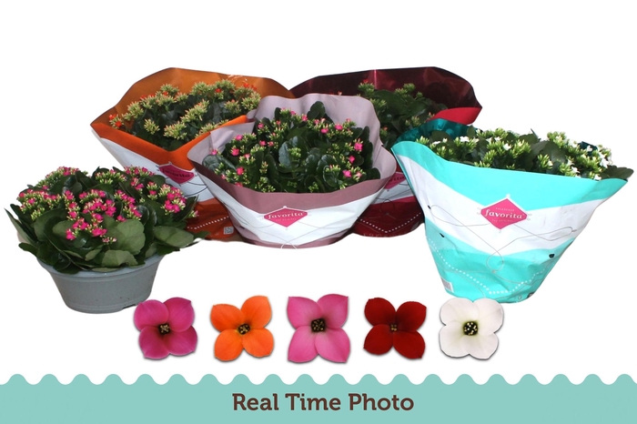 <h4>Kal En Gem 5 Kl</h4>