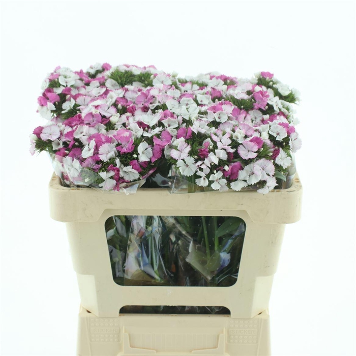 <h4>Di Barb Bicolour White/pink</h4>