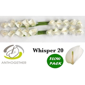 Anthurium Whisper