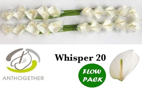 ANTH A WHISPER 20fl