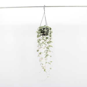 Ceropegia Linearis Luuk