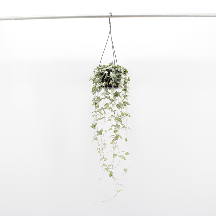 <h4>Ceropegia Linearis Luuk</h4>