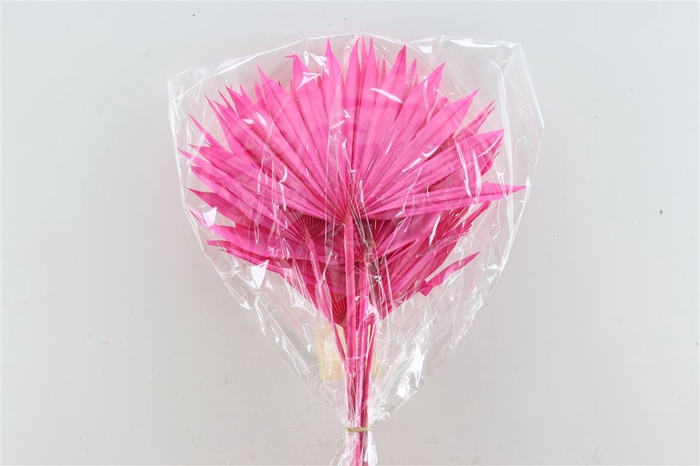 <h4>Dried Palm Sun 6pc Cerise Bunch</h4>