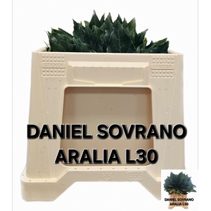 FATSIA JAPONICA BLAD