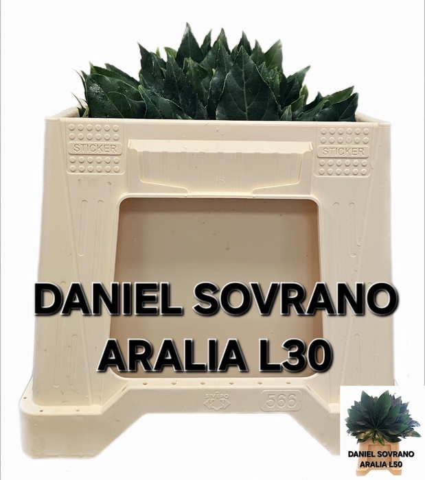 <h4>FATSIA JAPONICA BLAD</h4>