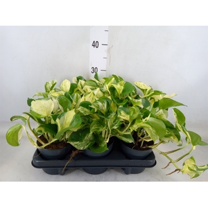 Epipremnum pinn. 'Manjula'