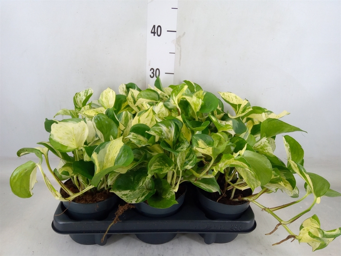 <h4>Epipremnum pinn. 'Manjula'</h4>