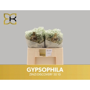 GYPS PA ZI DISCOVERY