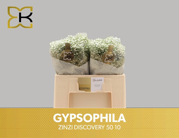 <h4>GYPS PA ZI DISCOVERY</h4>